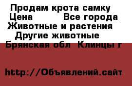 Продам крота самку › Цена ­ 200 - Все города Животные и растения » Другие животные   . Брянская обл.,Клинцы г.